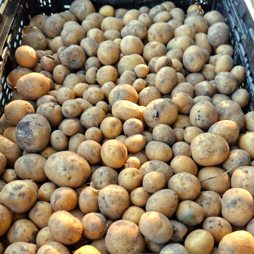 Kartoffelernte Ein Korb voller ungeschälter Erdäpfel in verschiedenen Größen.