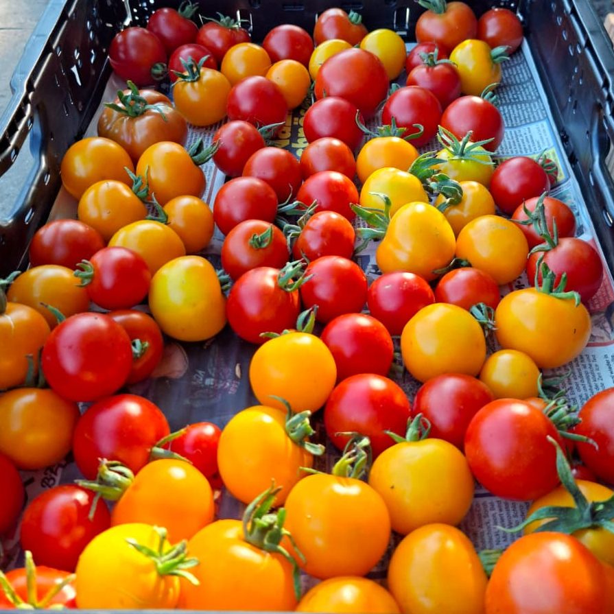 Tomatenernte Bunte Mischung aus roten und gelben Tomaten in einer Sammelbox.